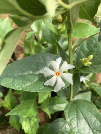 Pavalamalli plant - பவளமல்லி - Night-flowering jasmine - Coral jasmine - Parijat