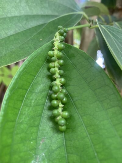 Black Pepper Plant - Milagu Kodi Plant - மிளகு கொடி