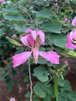 Pink Mantharai