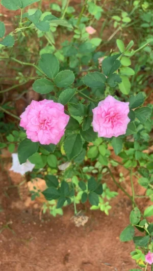 Baby Pink Button Rose