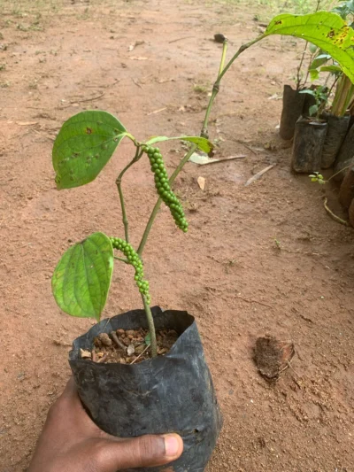 Bush Pepper