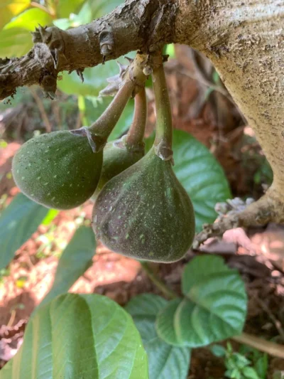 Elephant Ear Fig Plant