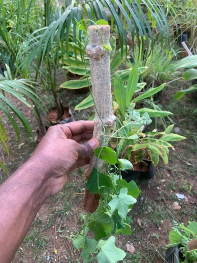 Ivy Gourd Live Plant Stem