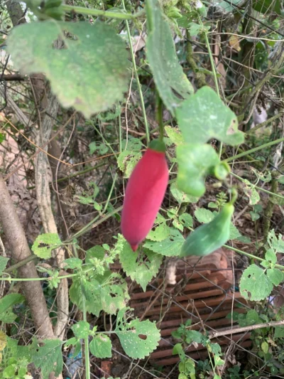 Kovakkai Live Plant Stem - Ivy gourd - Coccinia Grandis - Scarlet Gourd - Kovaikkai - கோவைக்காய் கொடி தண்டு - கோவக்காய்