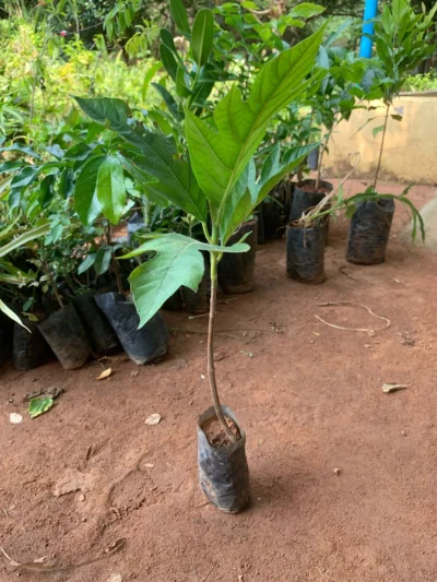 Breadfruit