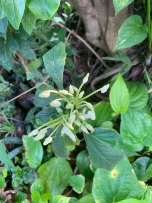 Clerodendrum incisum