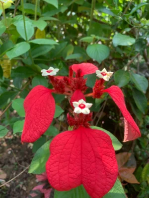Mussaenda Red Plant