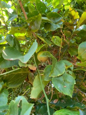 Passion Fruit Live Plant