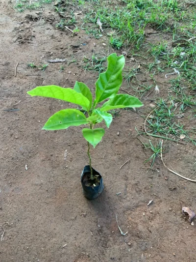 Passion Fruit Plant