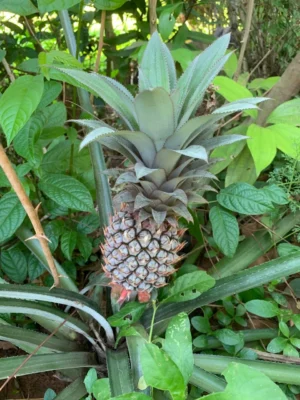 Pineapple Plant