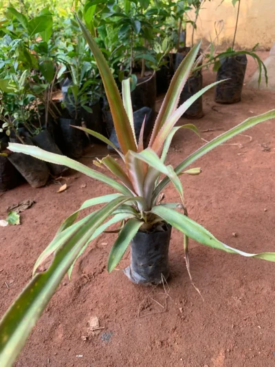 Pineapple Plant