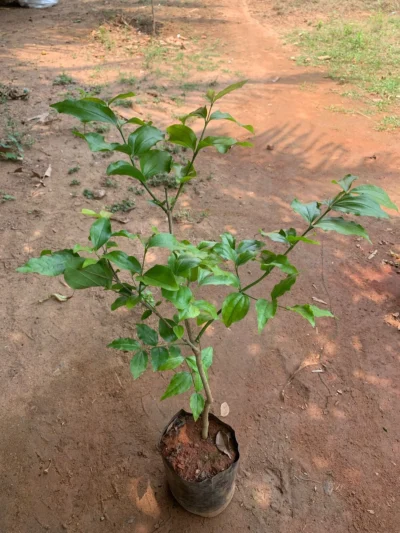 Strychnine tree or Strychnos Tree