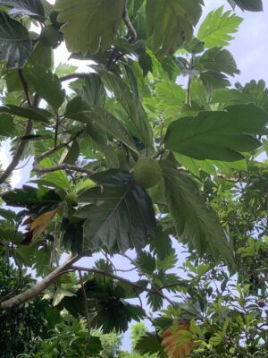 Kari Pala - Breadfruit - Artocarpus Altilis - Deegujje - கறிப்பலா - பிரட்ஃப்ரூட்