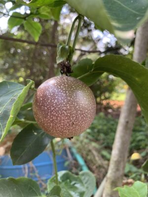 Passion Fruit Plant - Krishna Phal - Passiflora Edulis - Granadilla - Rasna pazham - Thuraipadalai - Kodikkai - Poonakkai - Sarbath - Thattupootan