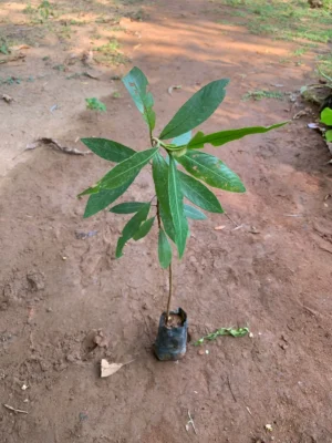 Arjun Tree