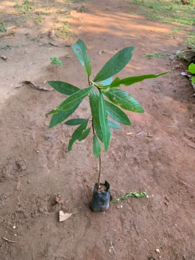 Arjun Tree