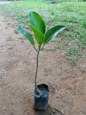 Banyan Tree