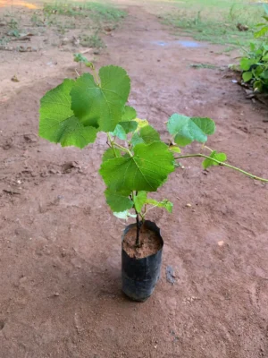 Black Grape Plant