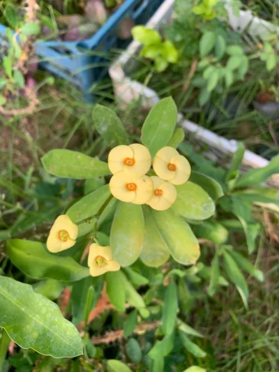 Euphorbia Yellow