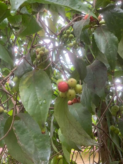 Indian Coffee Plum