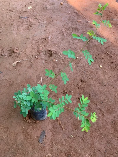 Karumpoola Plant