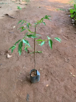 Neem Plant