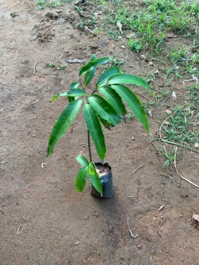 Nettilingam Plant