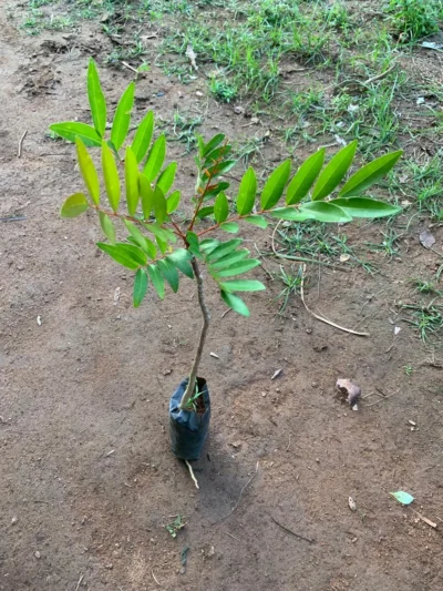 Simarouba