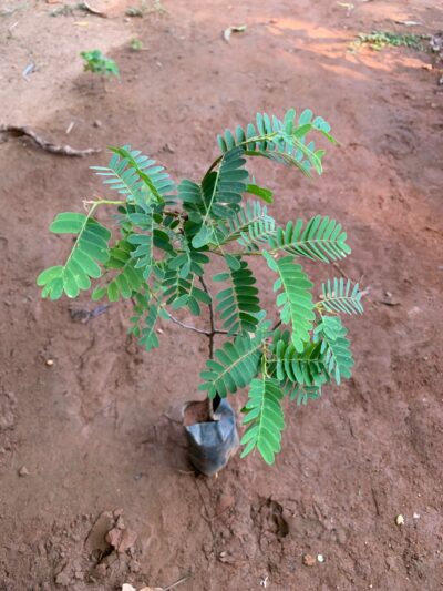 Tamarind Plant
