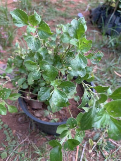 Green Ponnanganni Keerai Plant – பச்சை பொன்னாங்கண்ணி கீரை செடி