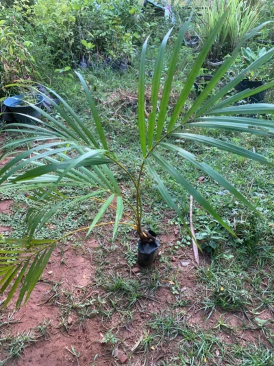 Areca Palms Plant