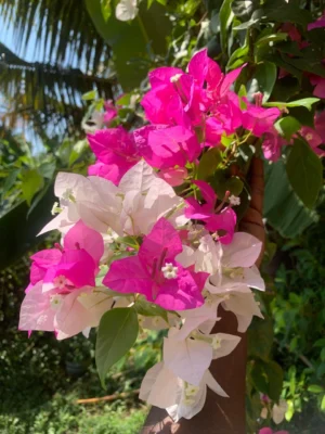 Bougainvillea Two in One