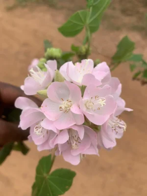 Dombey Flower Plant