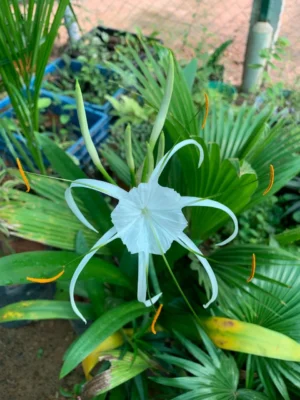 Hymenocallis Littoralis Beach Spider Lily Plant