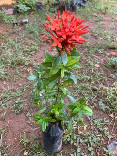 Ixora Red Dwarf