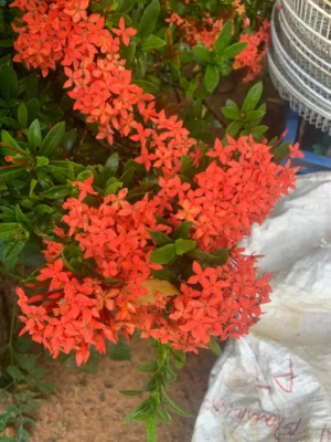 Ixora Red Plant Dwarf