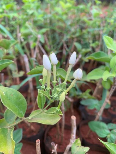 Jasminum auriculatum