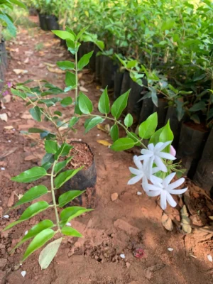 Kakatan Flower Plant