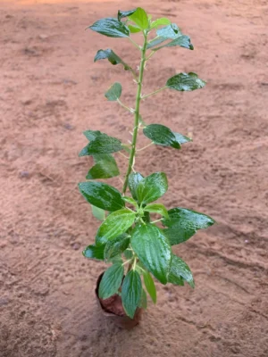 Kallurukki
