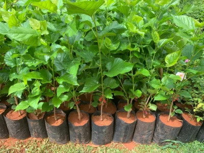 Mulberry Big Plant