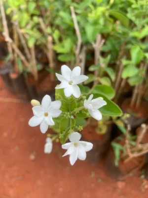 Mullai Arumbu Plant