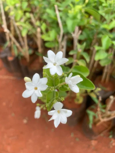 Mullai Arumbu Plant