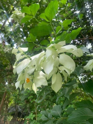 Mussaenda White Flower Plant