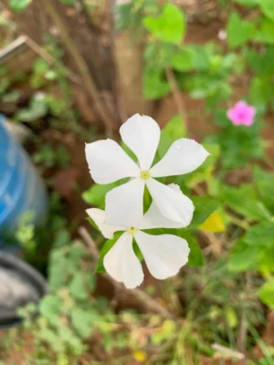 Nithyakalyani White with Yellow Dot