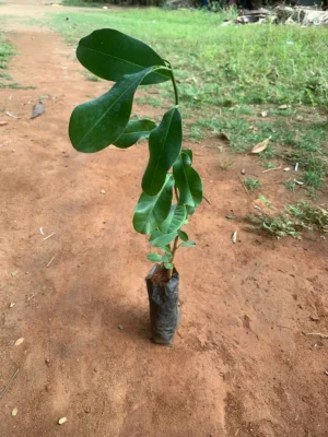 Palai maram
