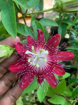 Passion Flower Plant