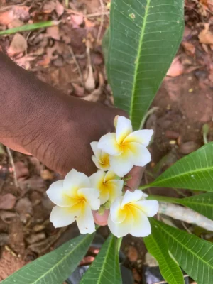 Plumeria Rubra