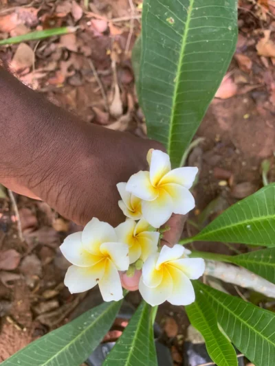 Plumeria Rubra