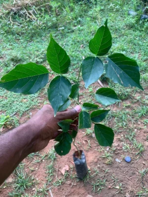Pungamaram