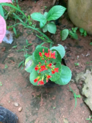 Red Kalanchoe
